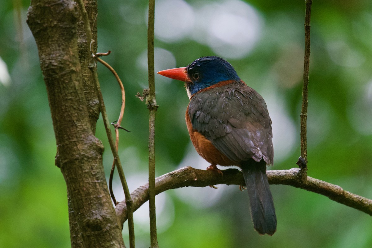 Green-backed Kingfisher - ML174881921