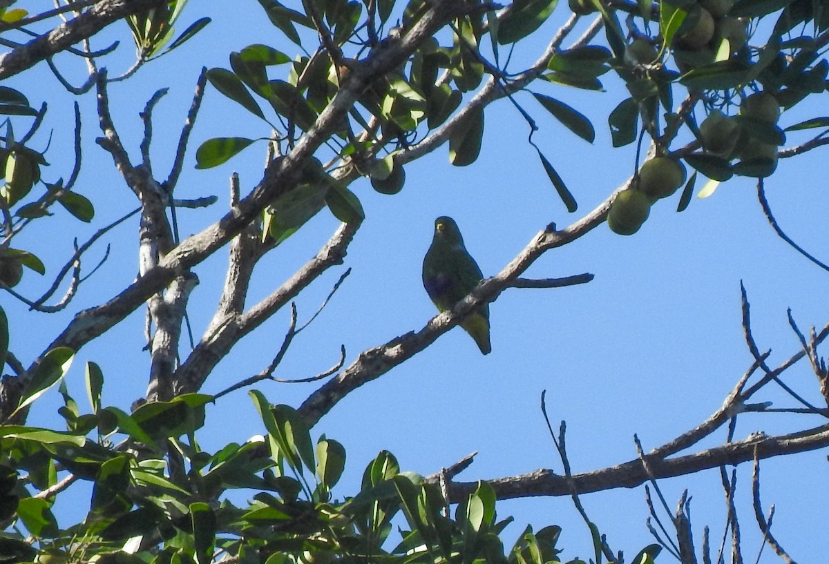 Dwarf Fruit-Dove - ML174882081