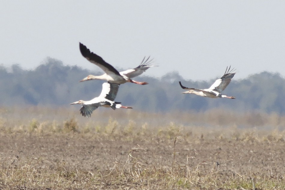 Cigogne maguari - ML174882201