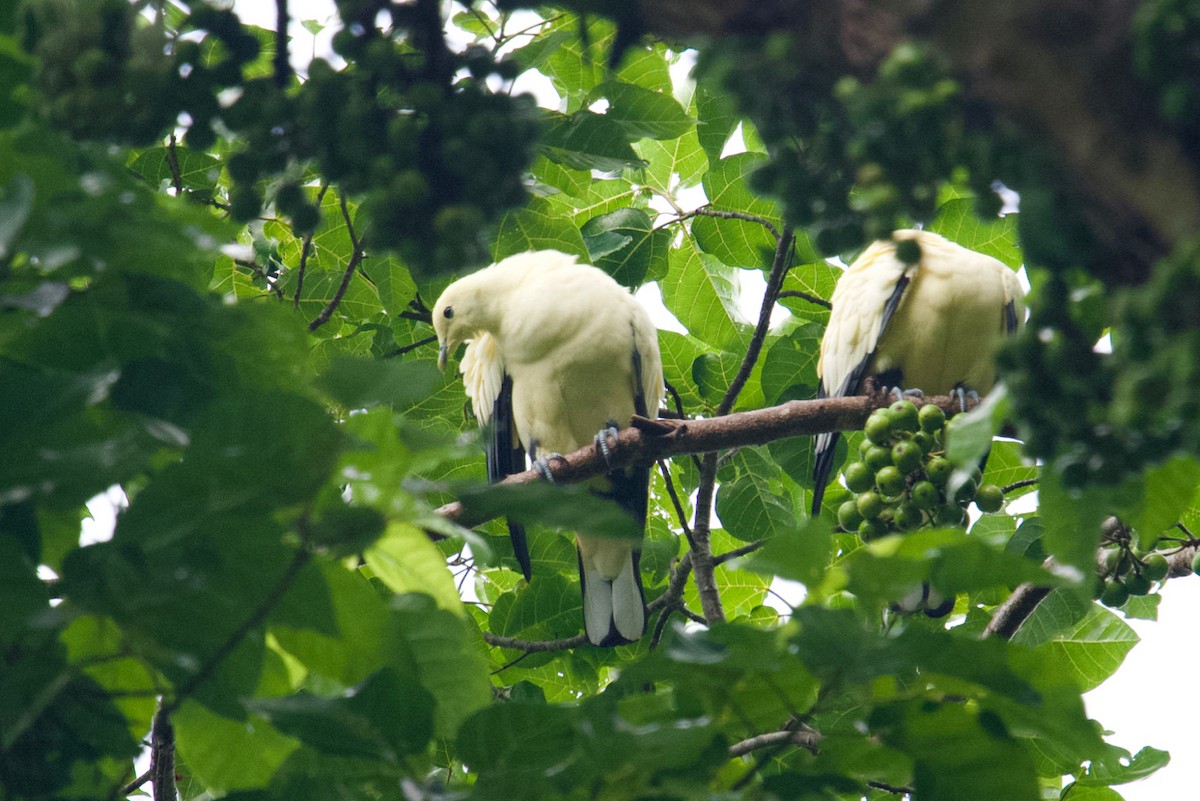 Silver-tipped Imperial-Pigeon - ML174882221