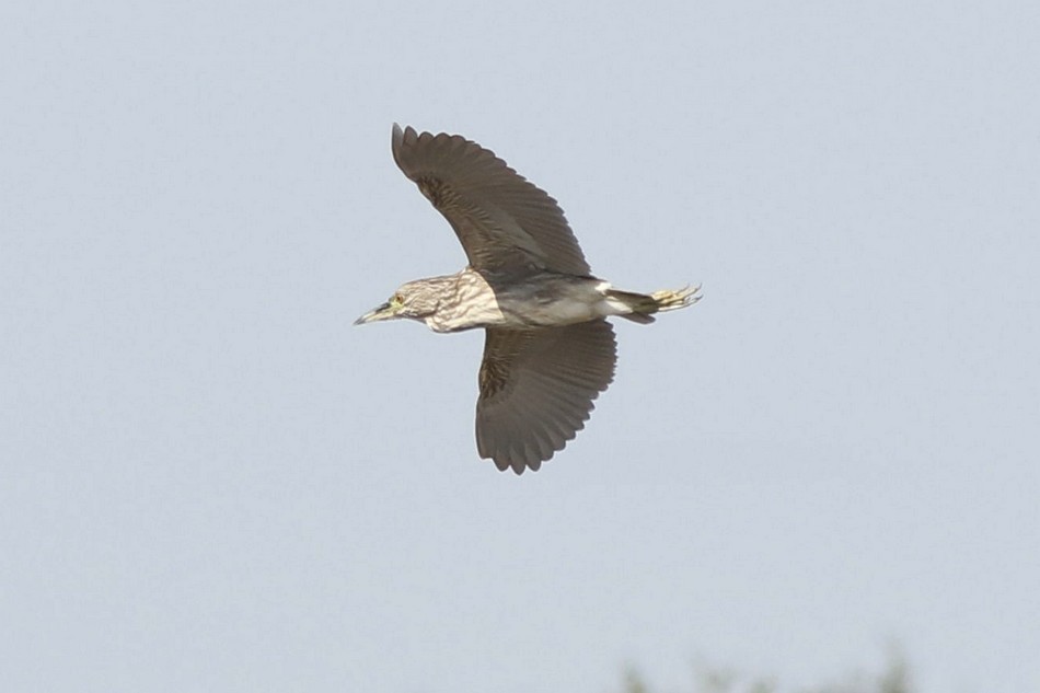 Black-crowned Night Heron - ML174882391