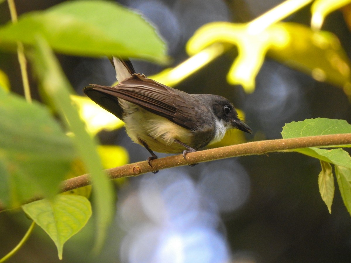 Northern Fantail - ML174882451