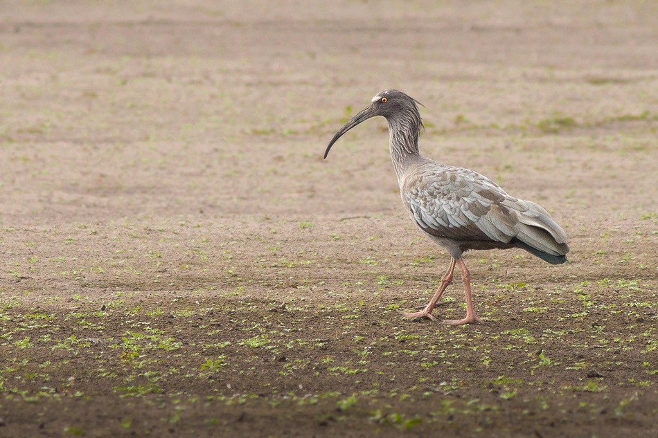 ibis běločelý - ML174882491