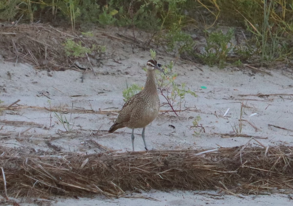 Whimbrel - Lisa Manzi