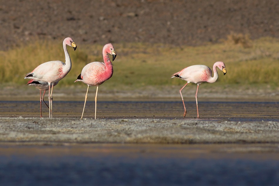 Andean Flamingo - Jorge Claudio Schlemmer