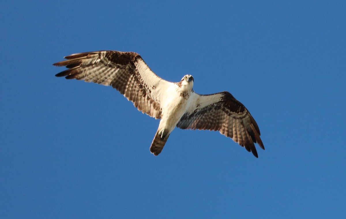 Águila Pescadora - ML174883771