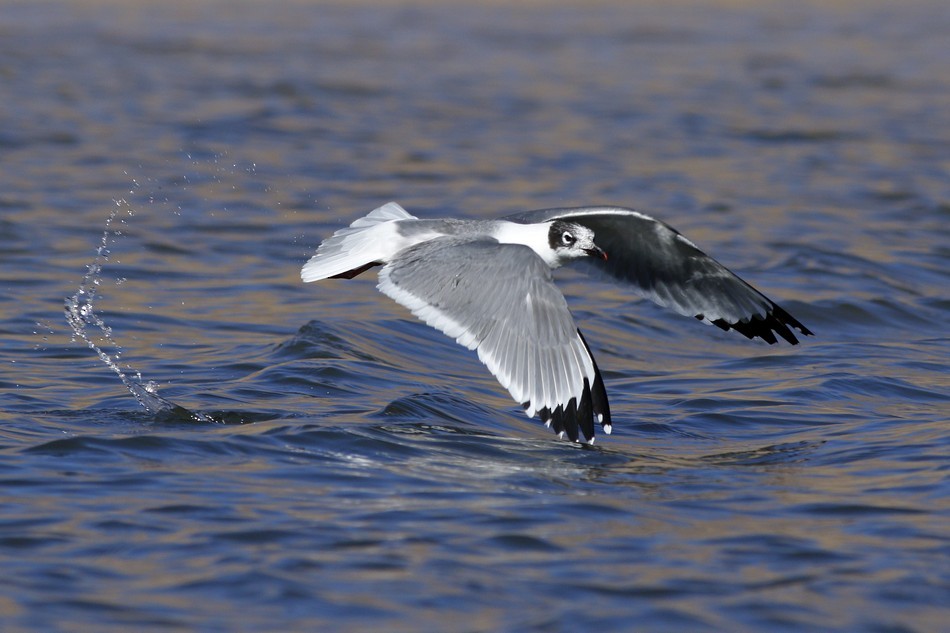 Franklin's Gull - ML174884131