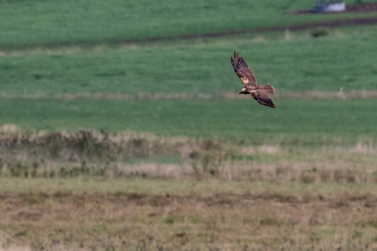 Western Marsh Harrier - ML174884391