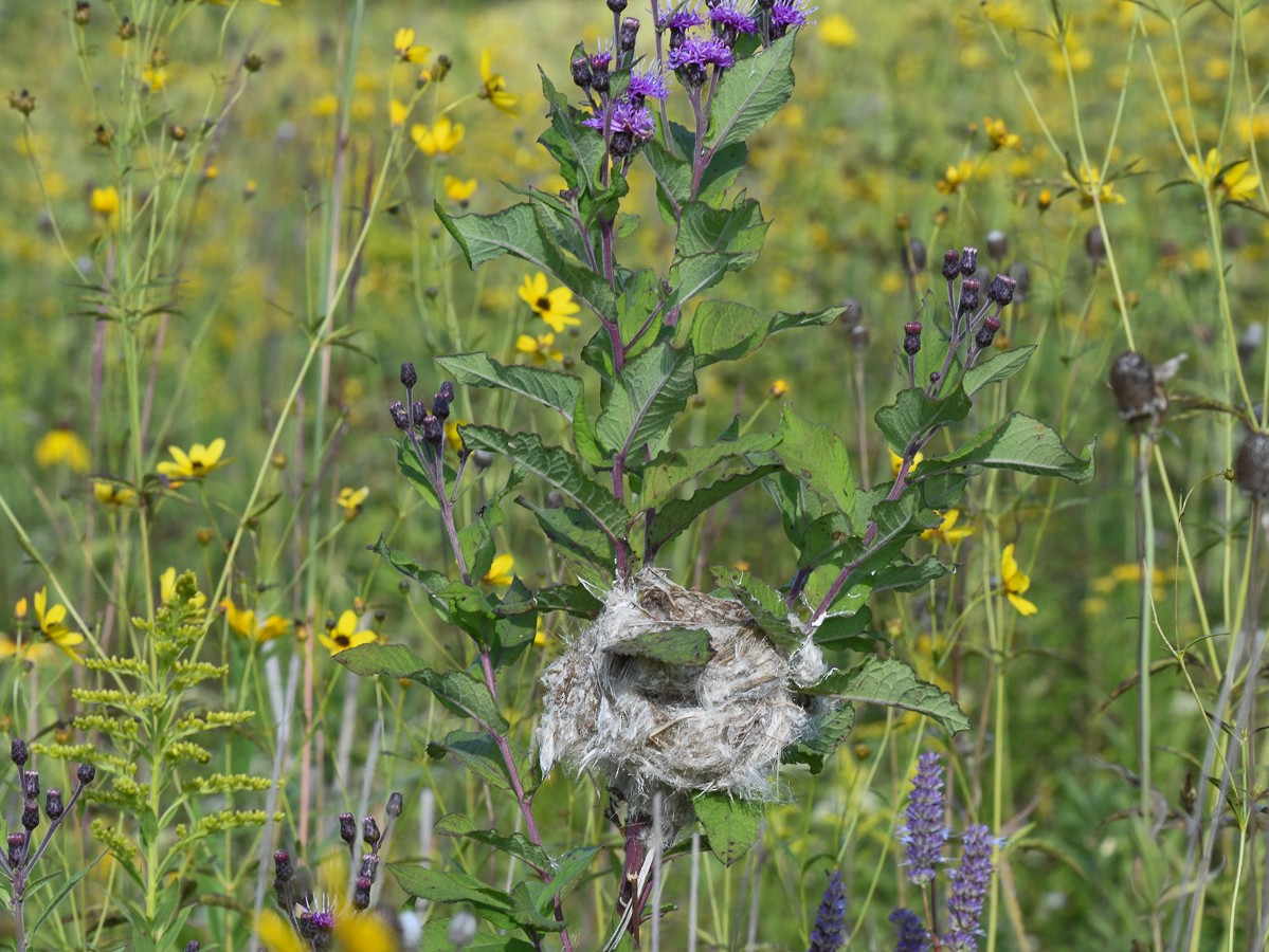 American Goldfinch - ML174884421