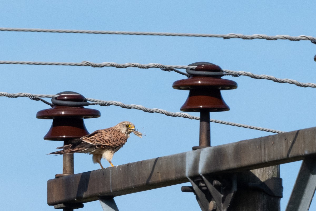 Eurasian Kestrel - ML174884441