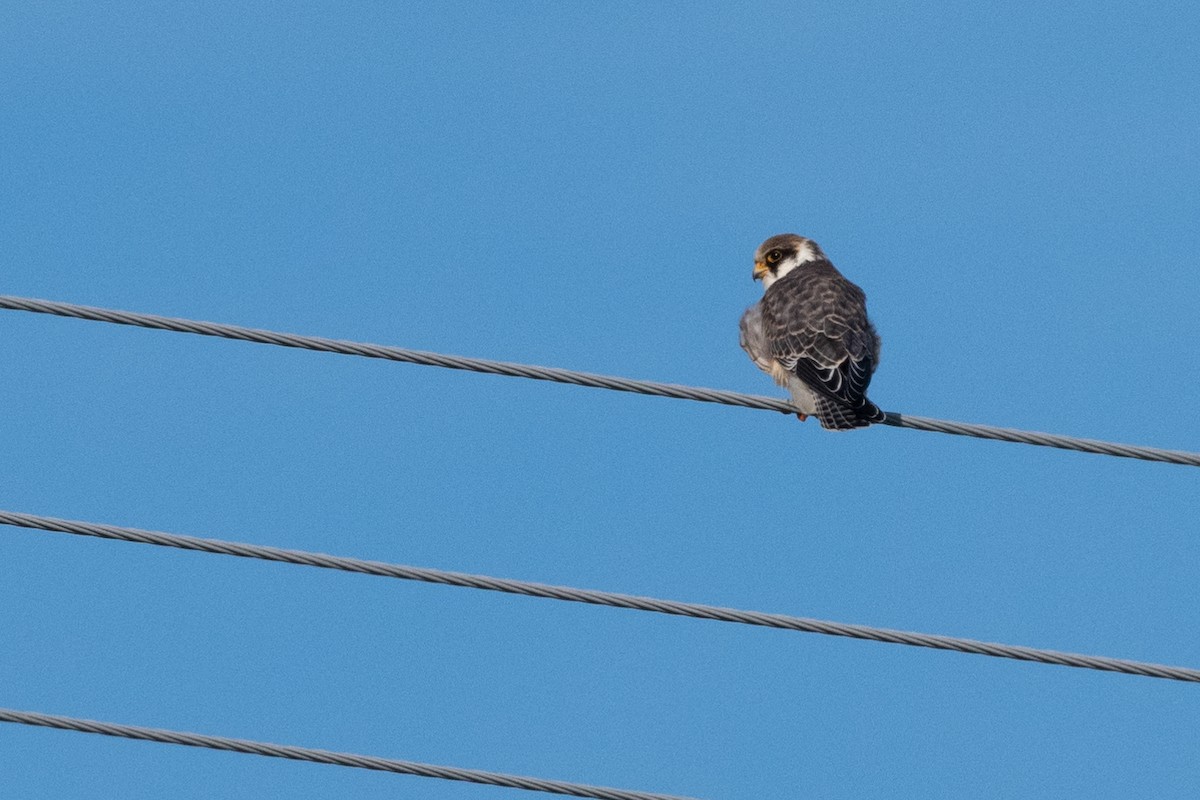 Red-footed Falcon - ML174884471