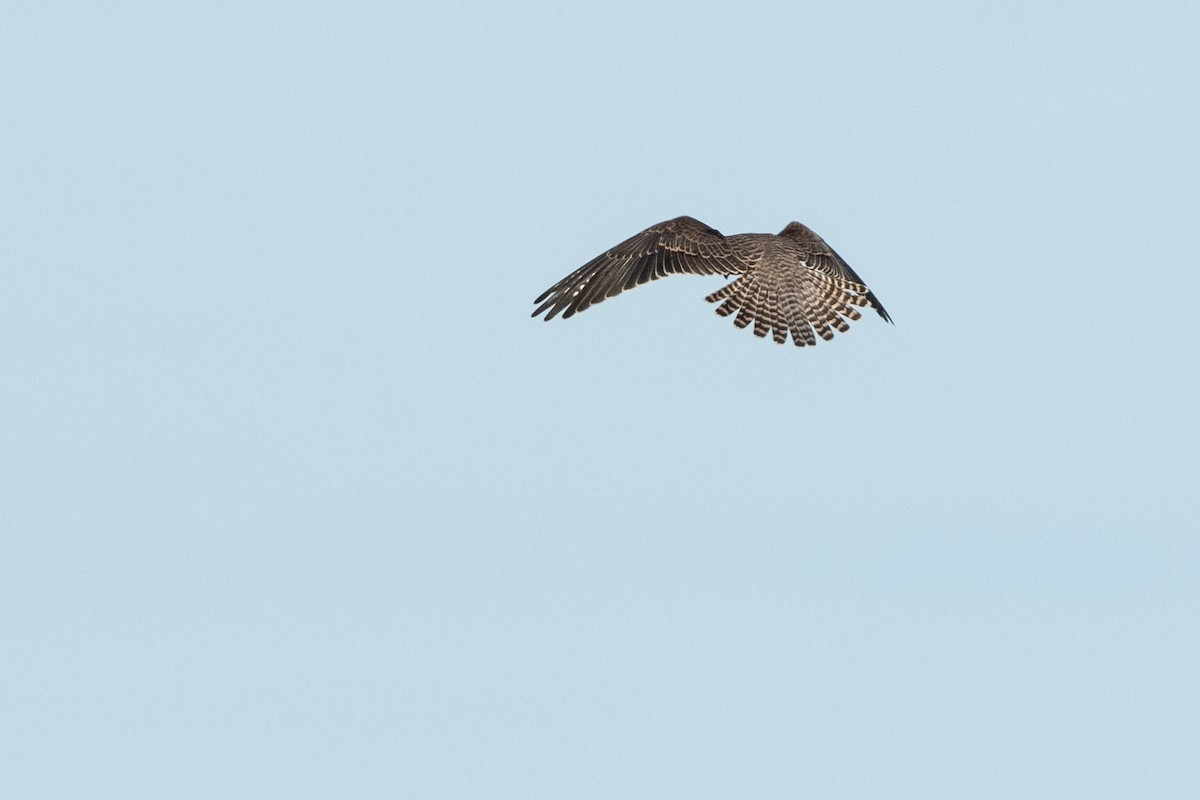 Red-footed Falcon - ML174884481