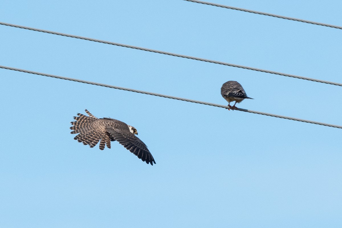 Red-footed Falcon - ML174884511