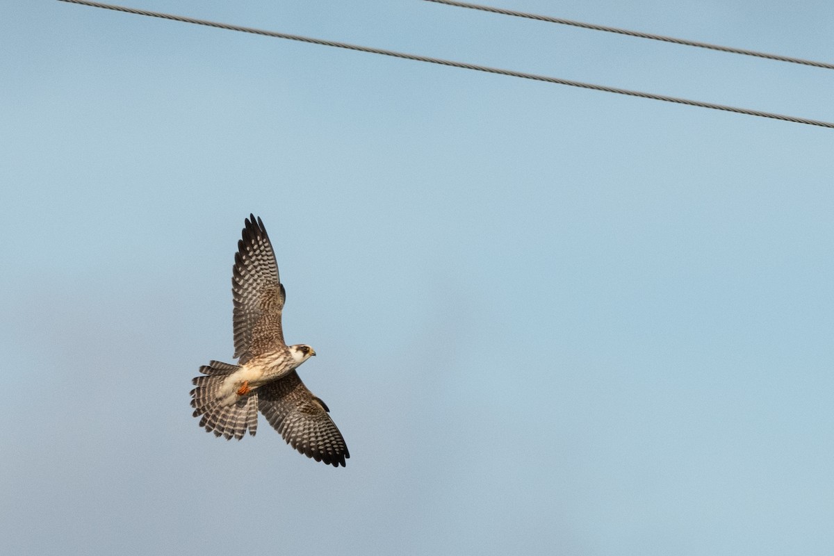 Red-footed Falcon - ML174884521