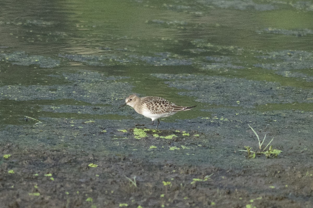 Baird's Sandpiper - Jeffrey  Reed