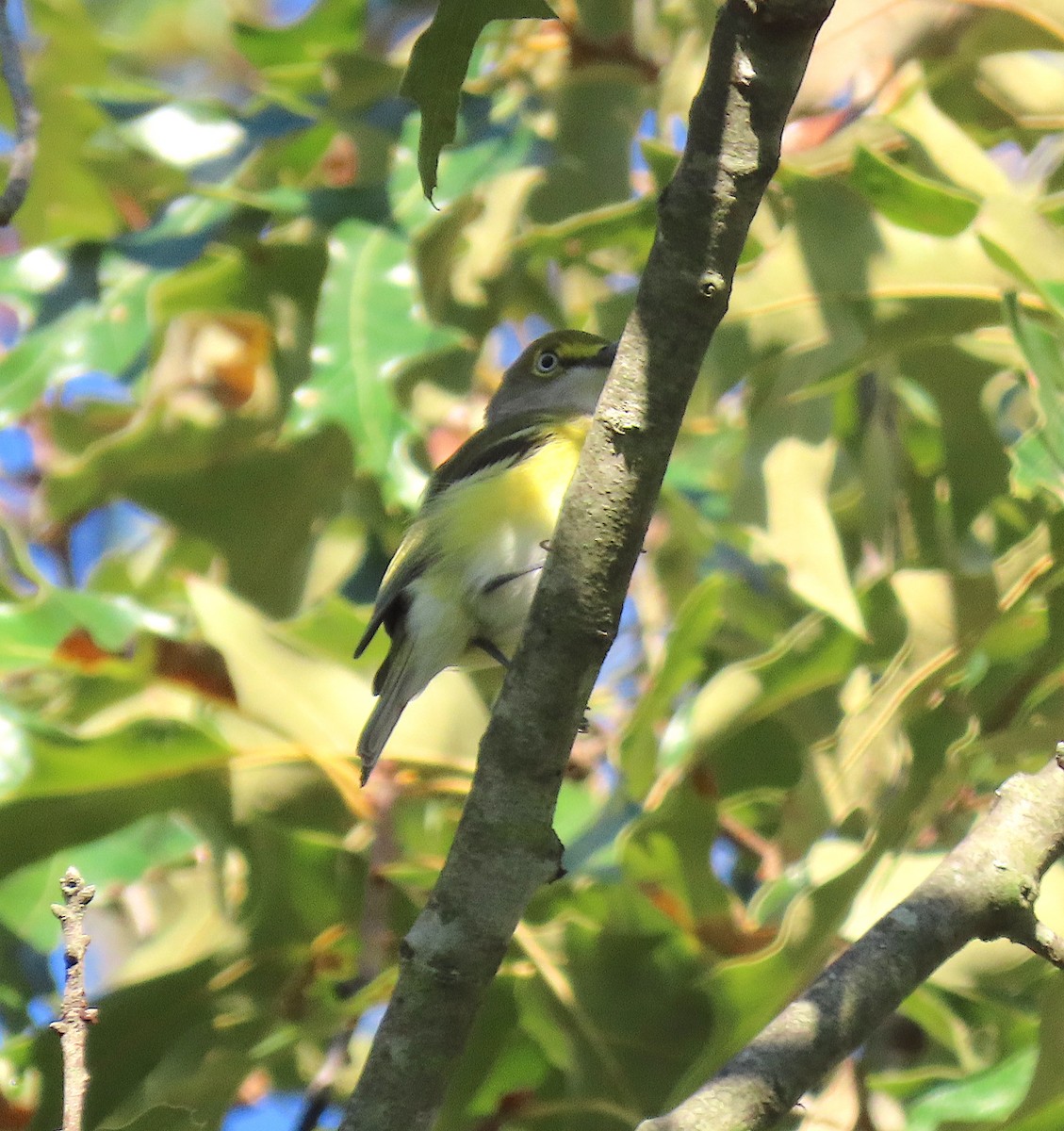 White-eyed Vireo - ML174888441