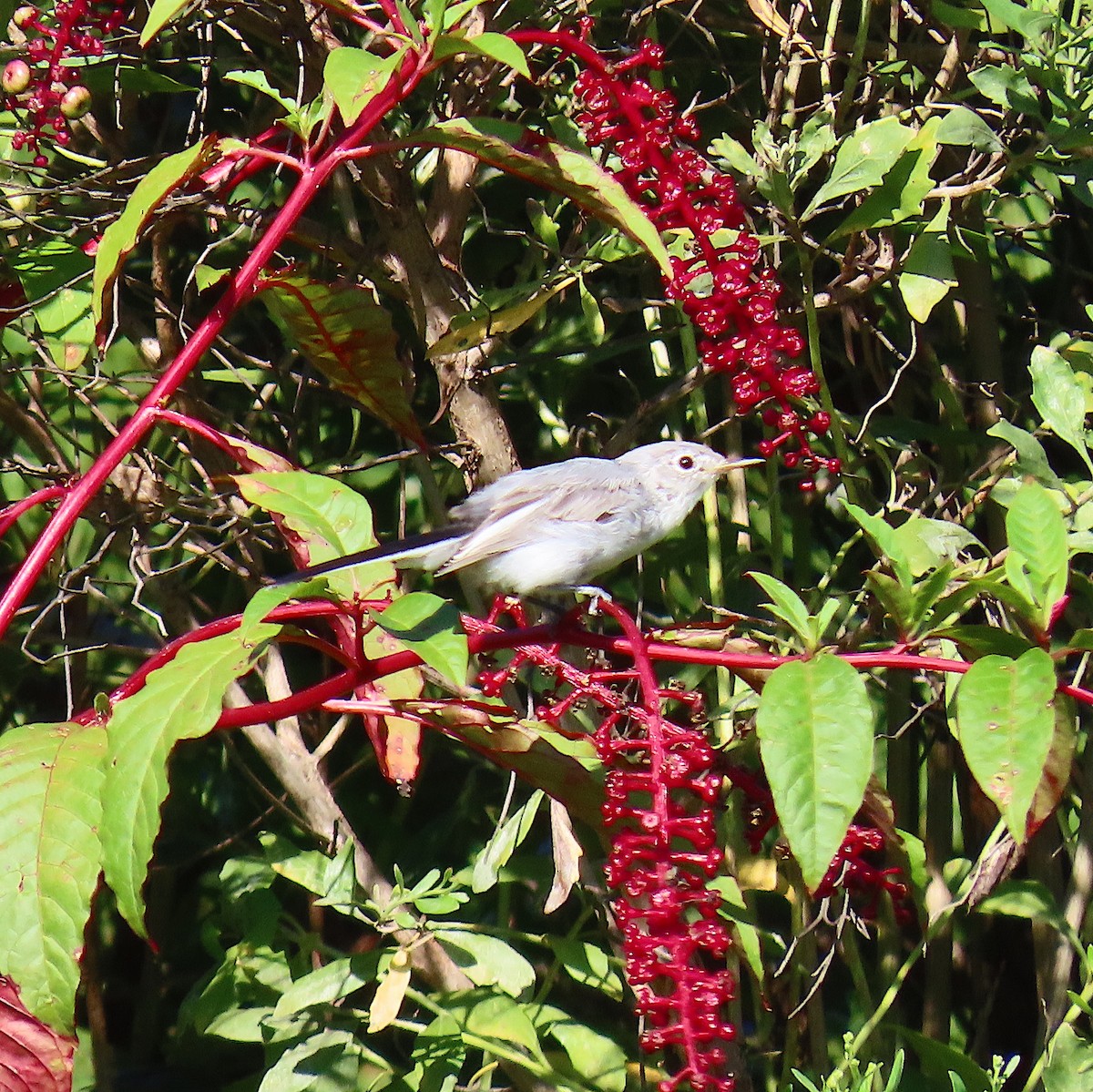 Blue-gray Gnatcatcher - ML174888521