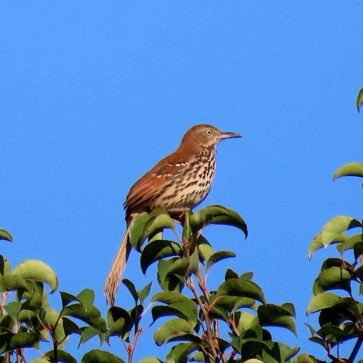 Brown Thrasher - ML174888531