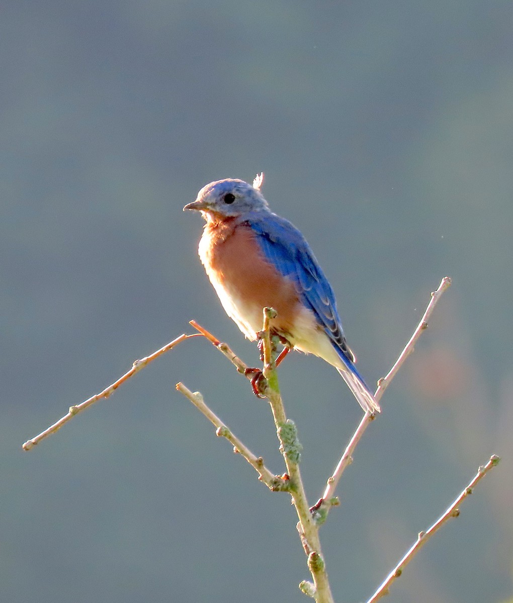Eastern Bluebird - ML174888631