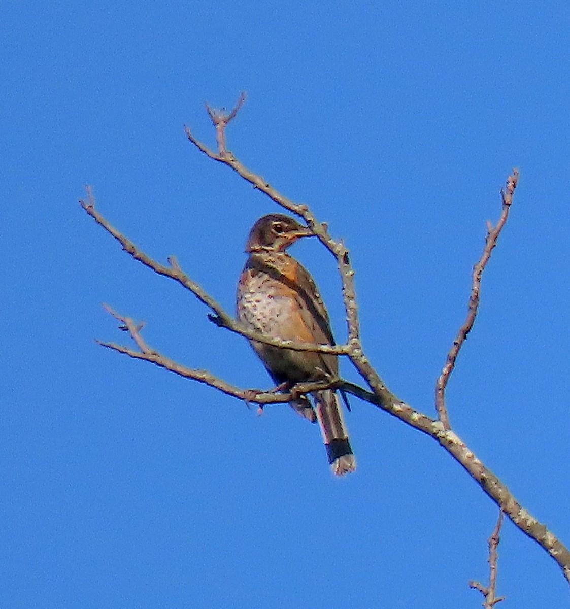 American Robin - ML174888661