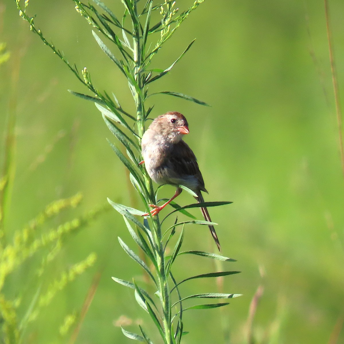 Field Sparrow - ML174888701