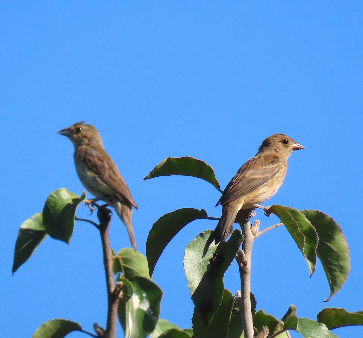 Indigo Bunting - ML174888801