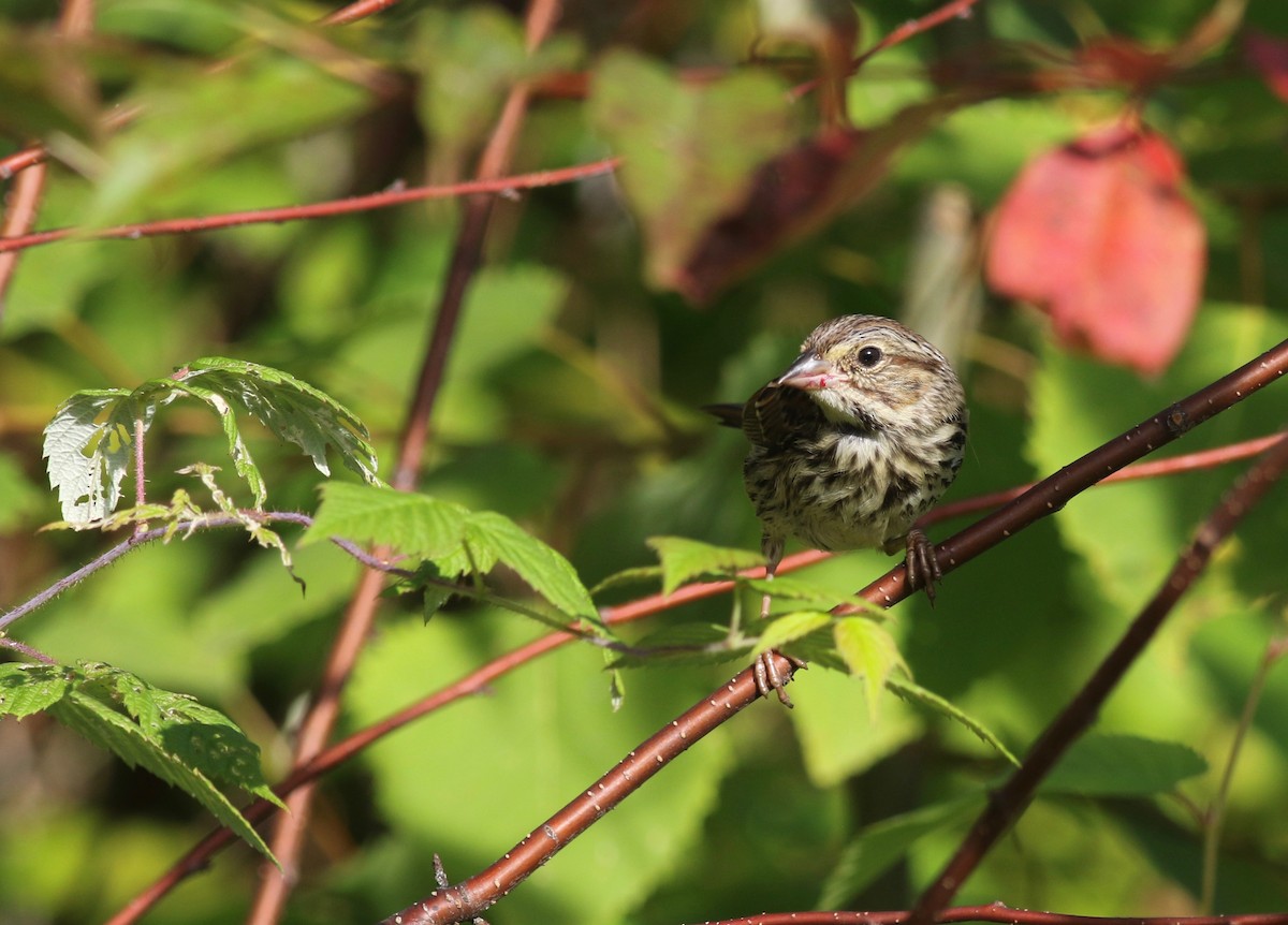 Song Sparrow (melodia/atlantica) - ML174891471