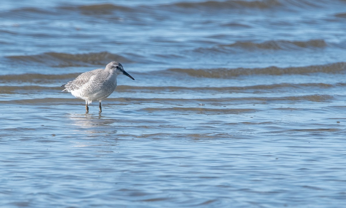 Red Knot - ML174891971