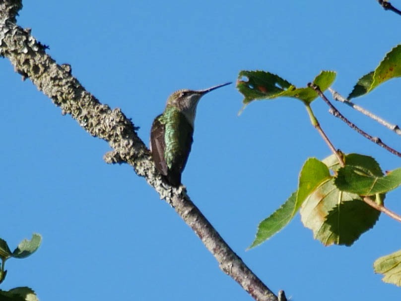 Ruby-throated Hummingbird - ML174892001