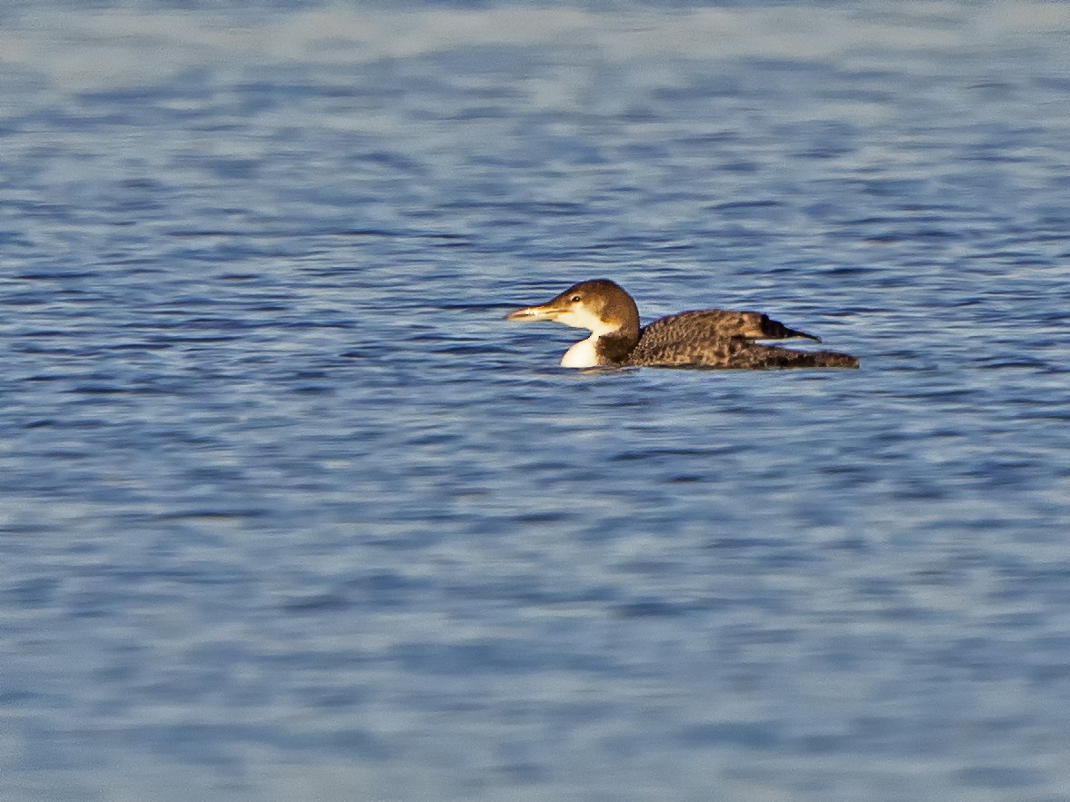 Common Loon - ML174894401