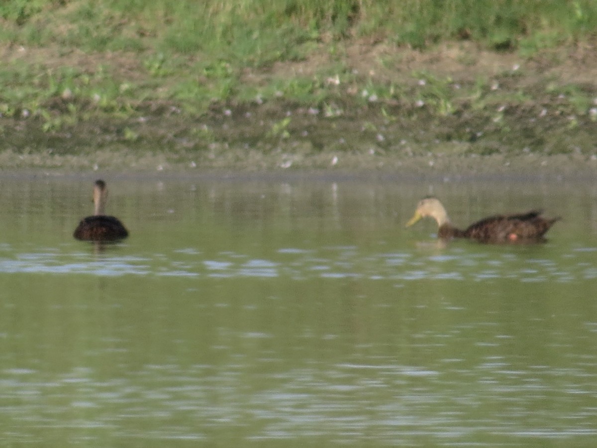 Mottled Duck - Andrew Bell