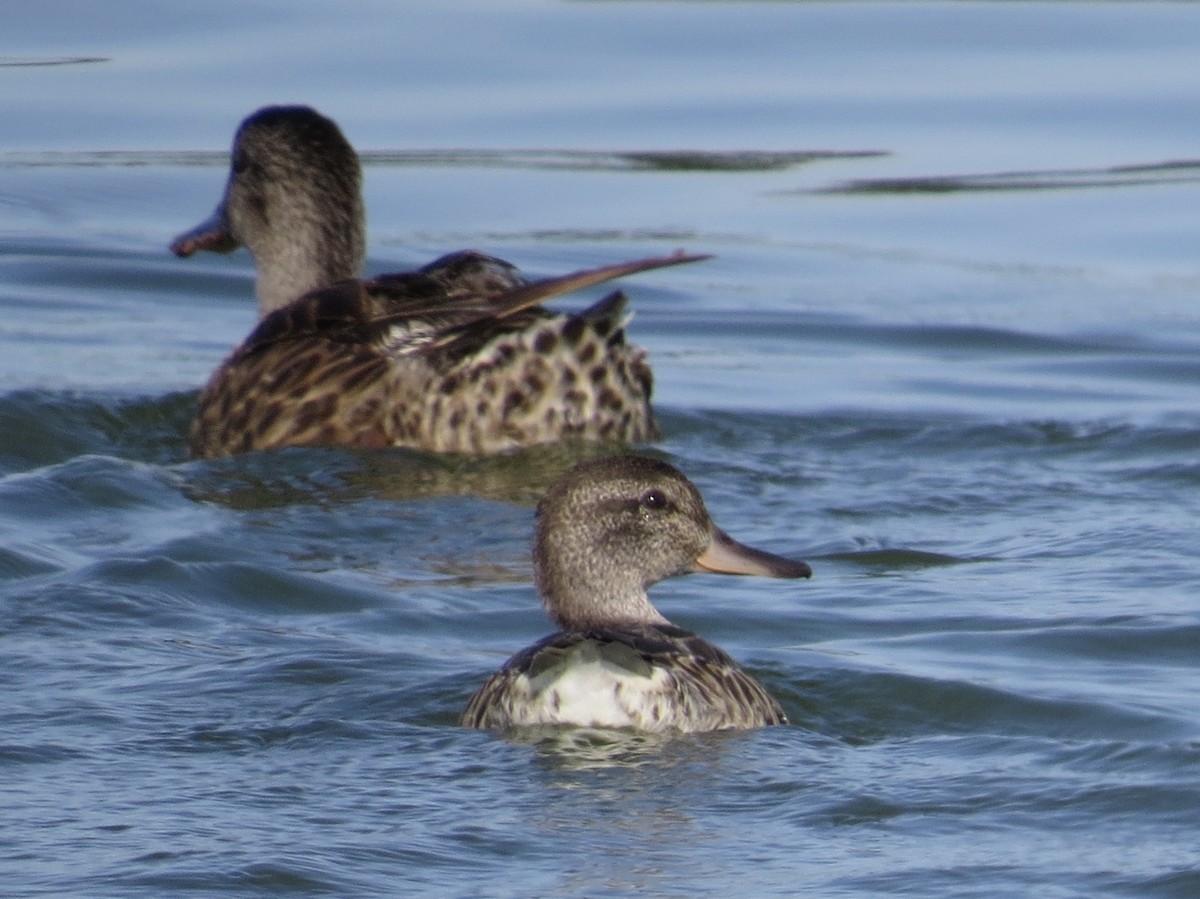 Green-winged Teal - ML174899881