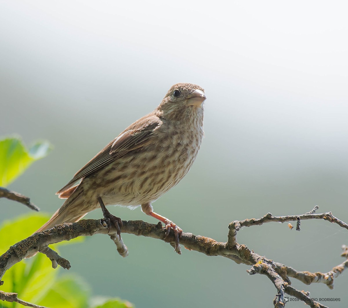 House Finch - ML174900151