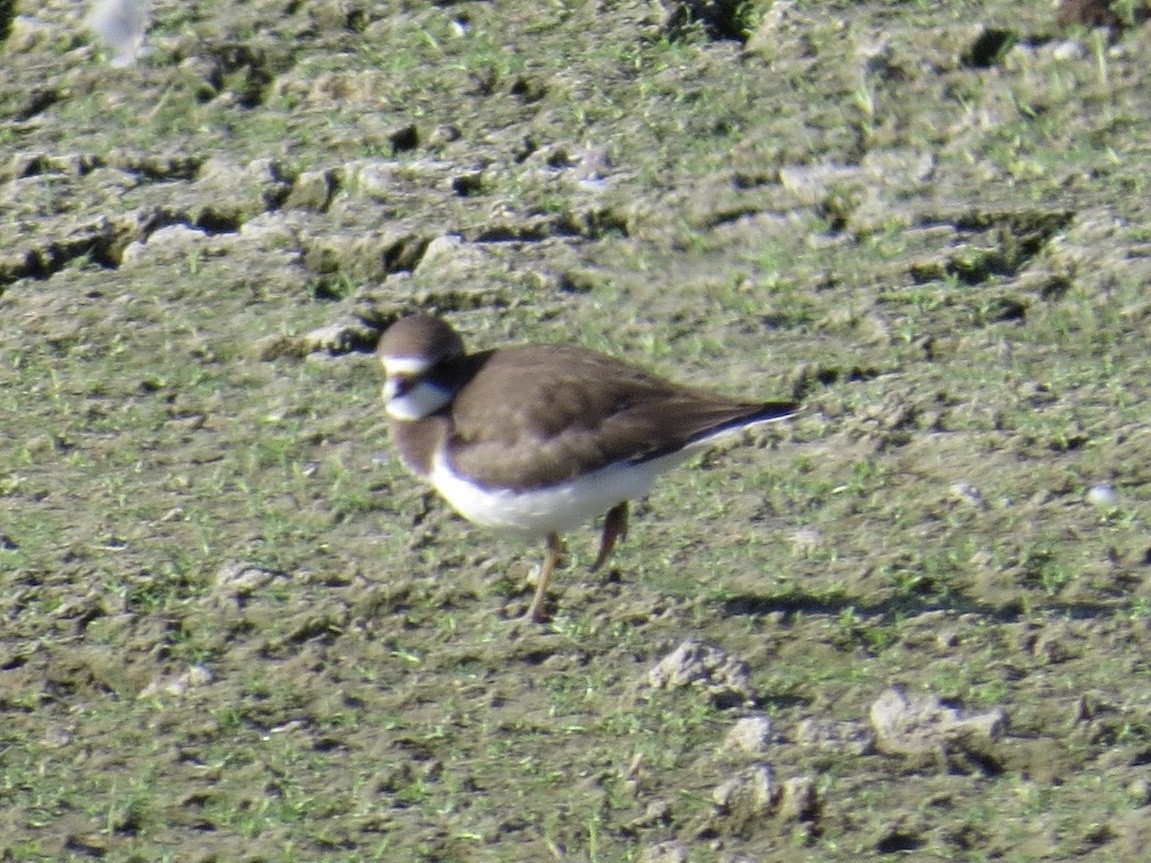 Semipalmated Plover - ML174900341