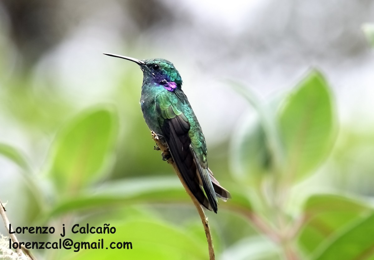 Colibrí Oreja Violeta Menor - ML174900511