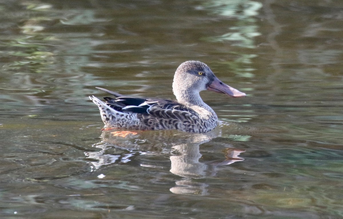 Northern Shoveler - John Bruin