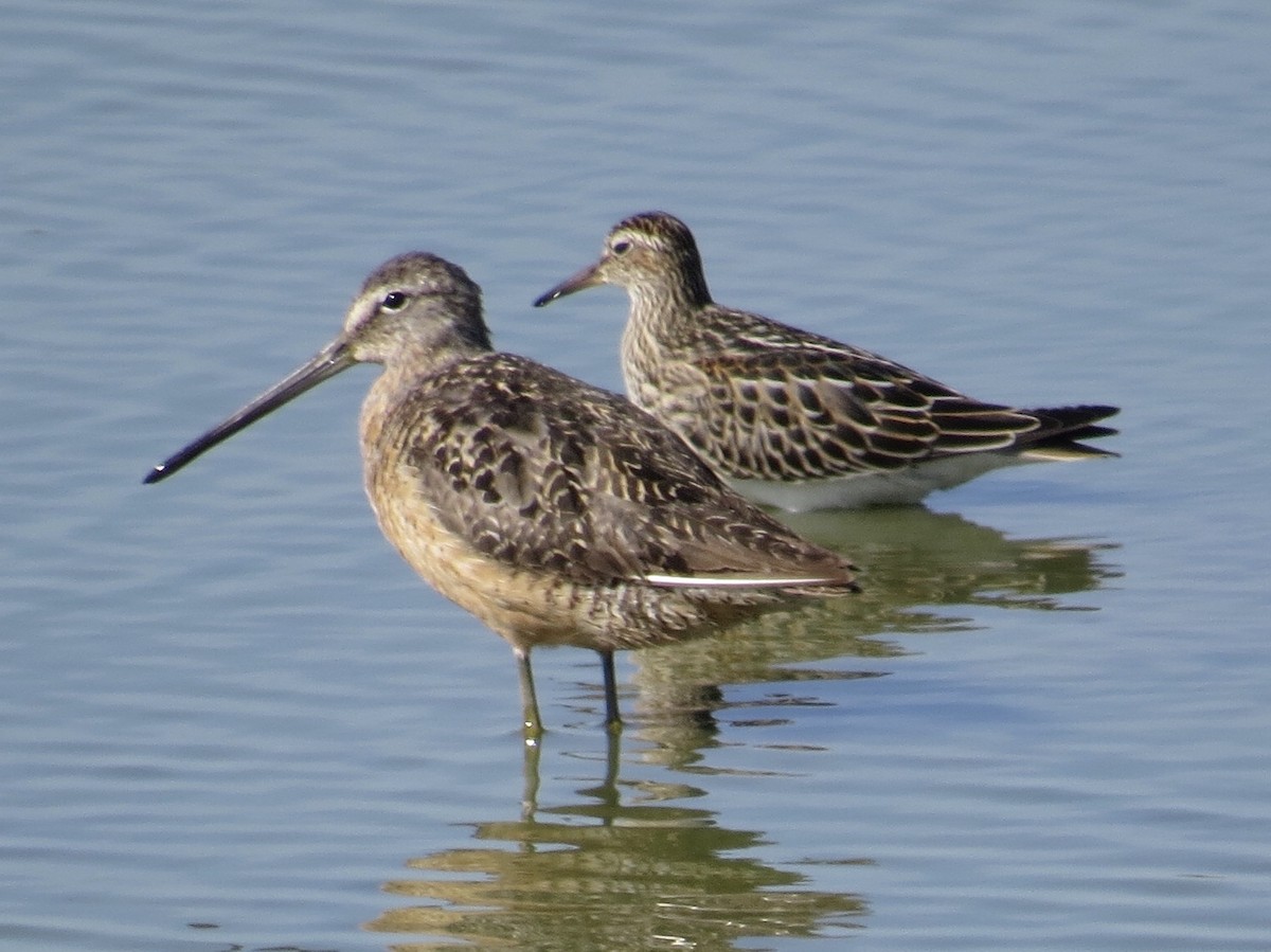Long-billed Dowitcher - ML174900611