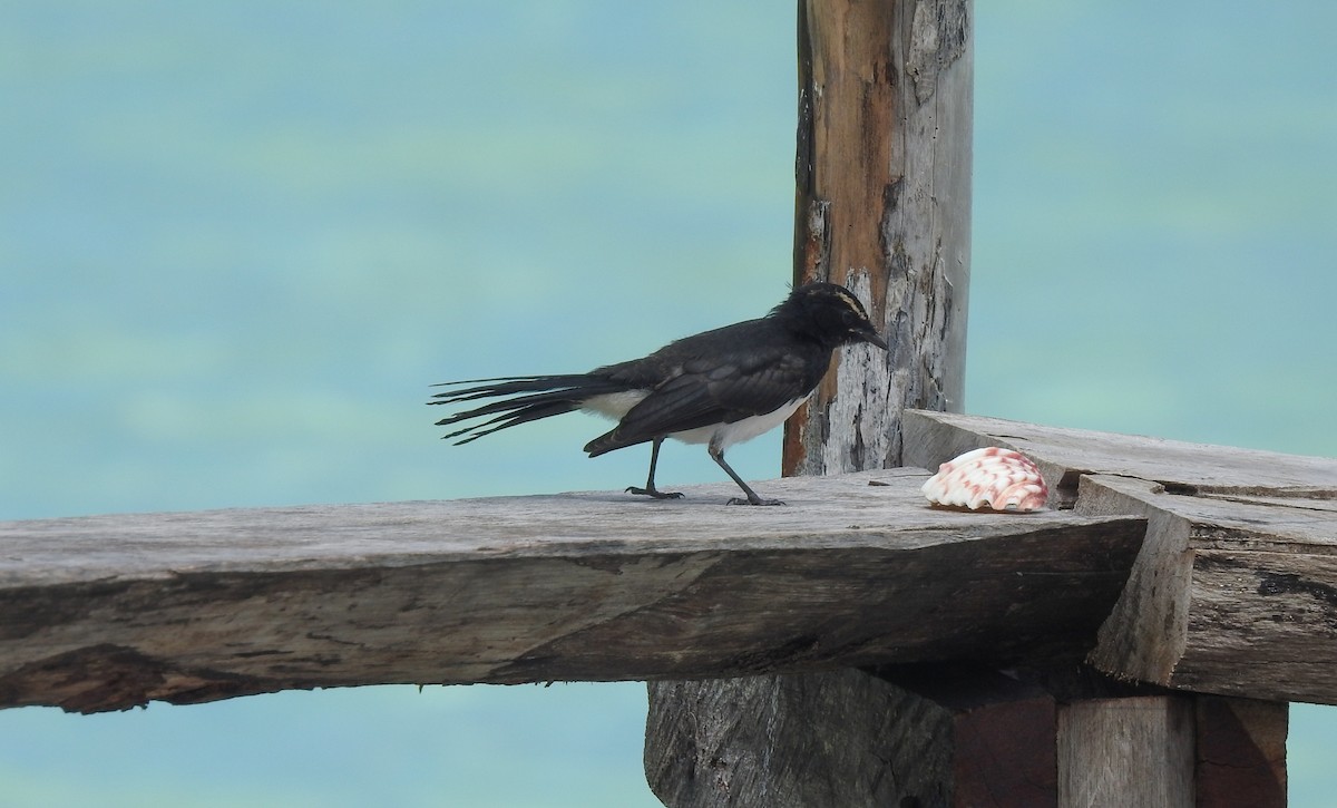 Willie-wagtail - Pam Rasmussen