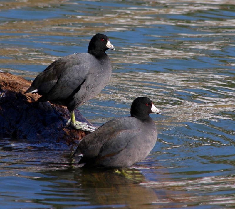 American Coot - ML174900991