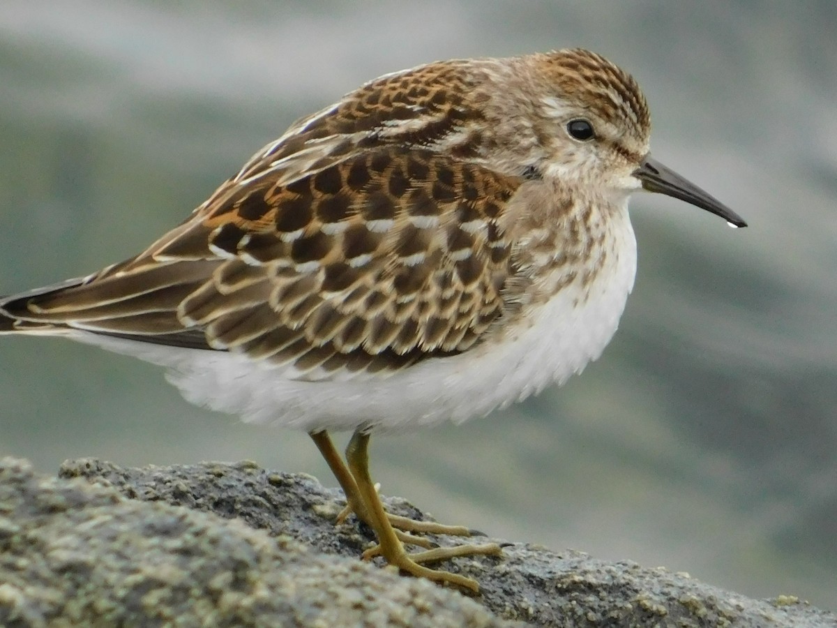 Least Sandpiper - Luis Mendes