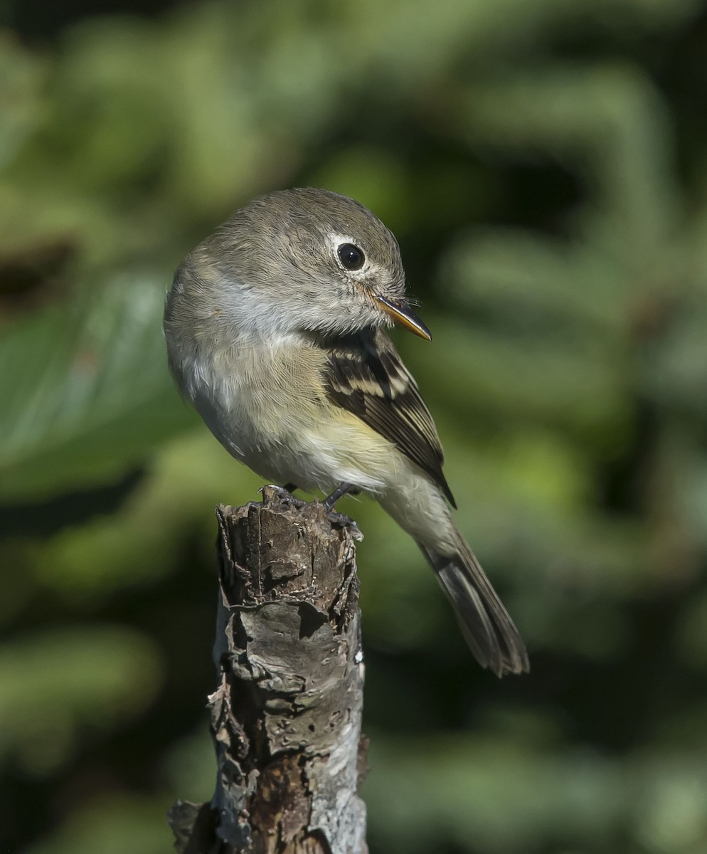 Least Flycatcher - ML174903271