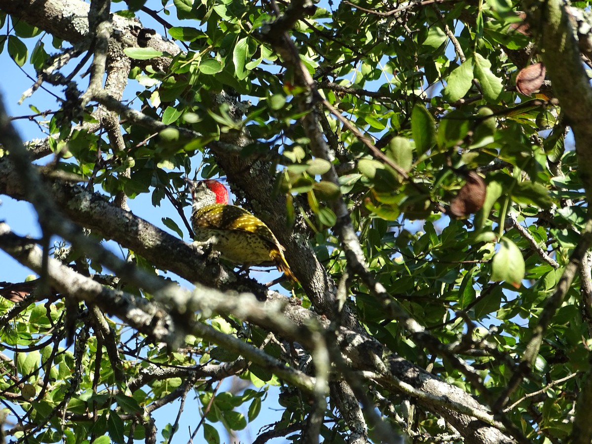 Golden-tailed Woodpecker - ML174903681