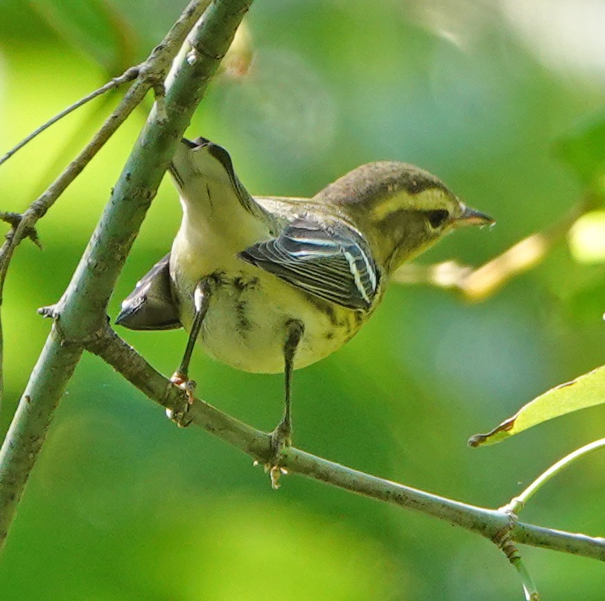 Blackburnian Warbler - ML174905141