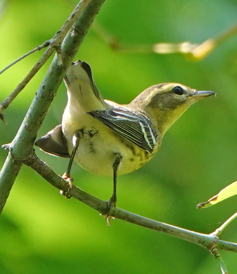 Blackburnian Warbler - ML174905421