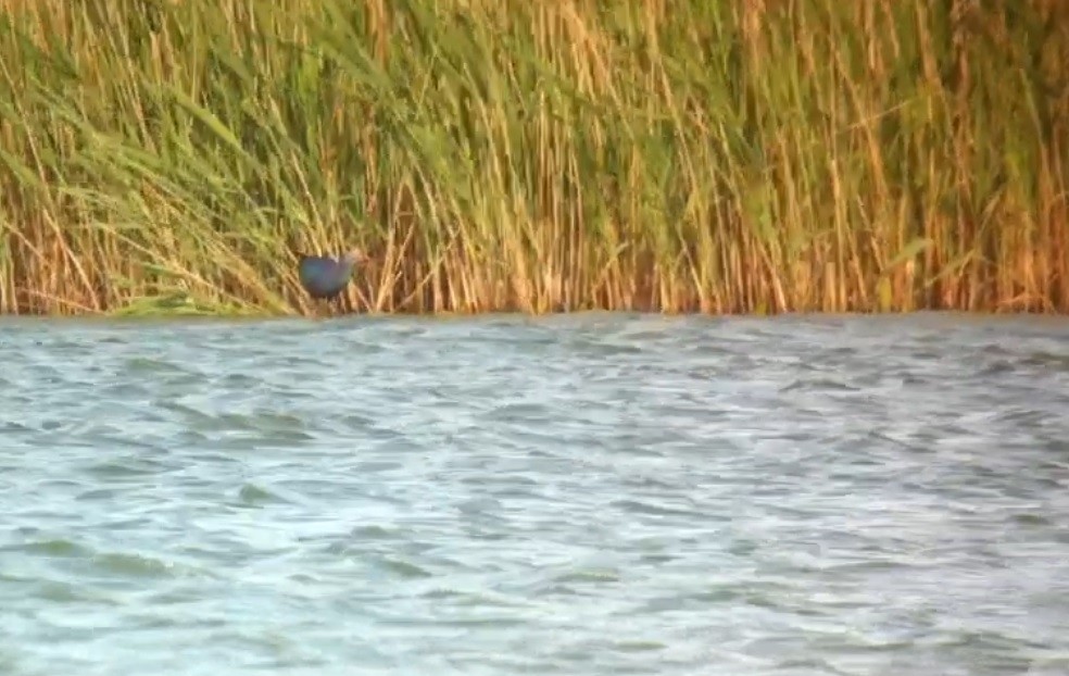 Gray-headed Swamphen - ML174905581