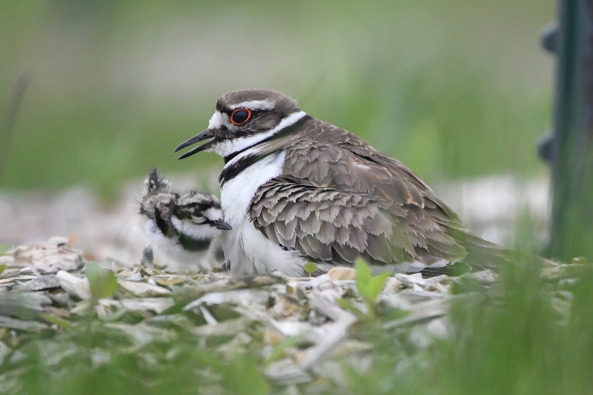 Killdeer - Ben Sanders