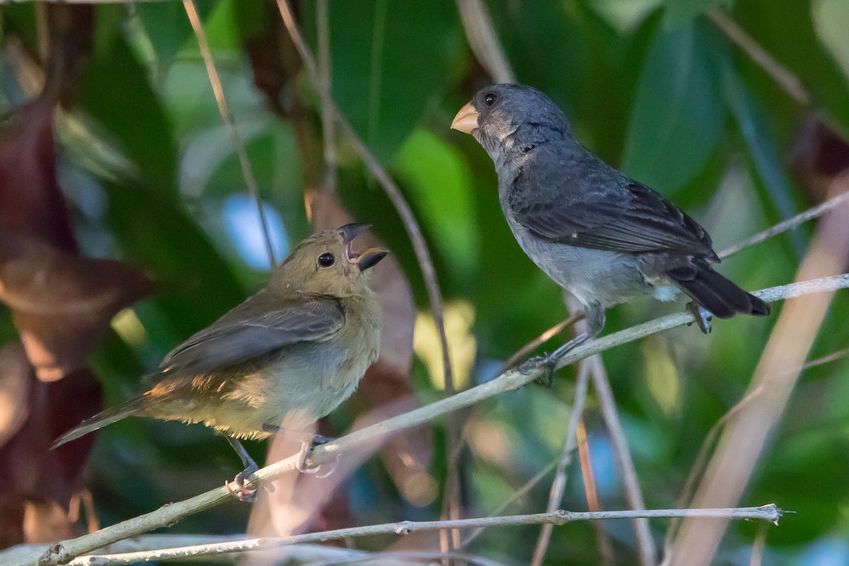 Gray Seedeater - ML174906211