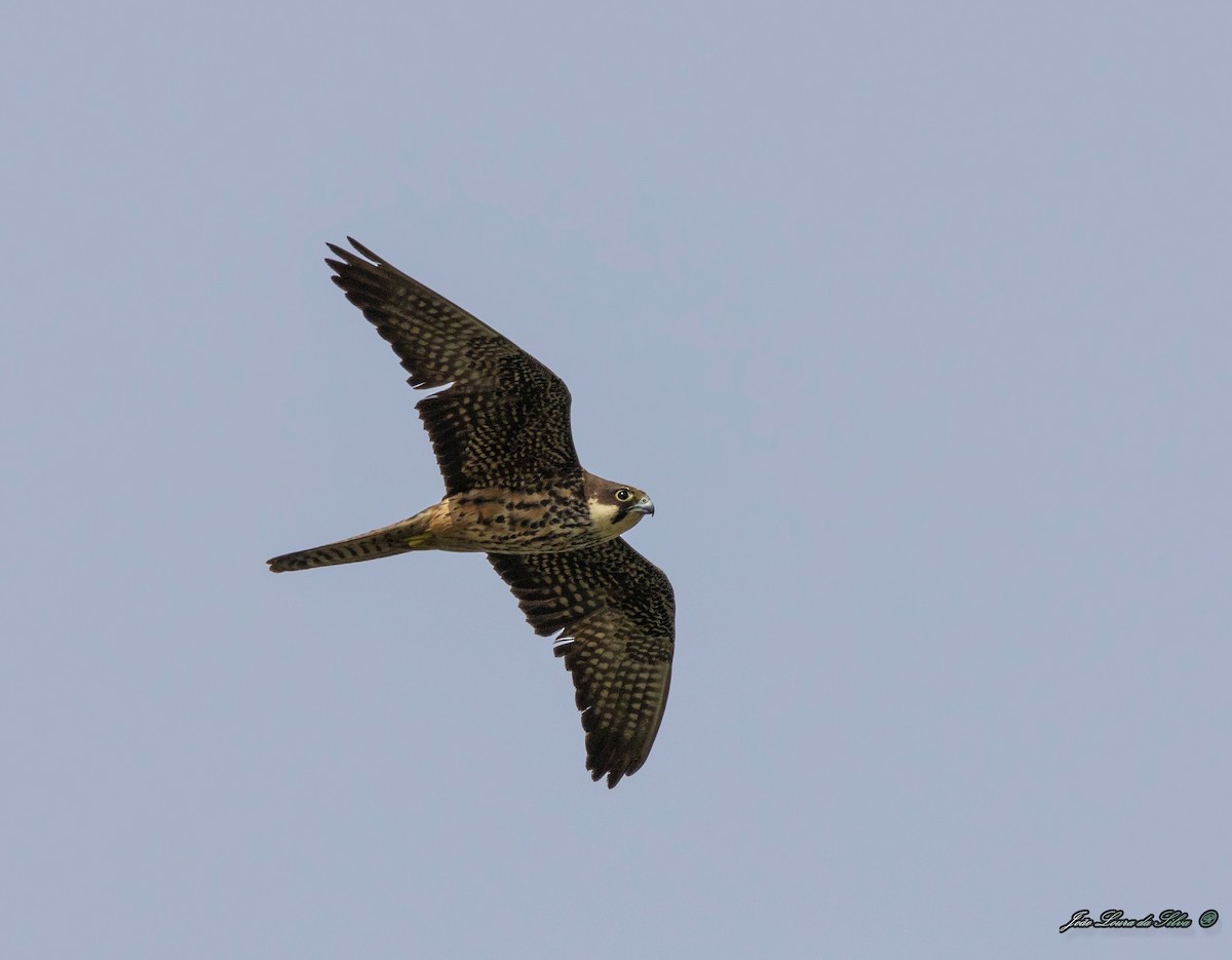 Eleonora's Falcon - João Silva