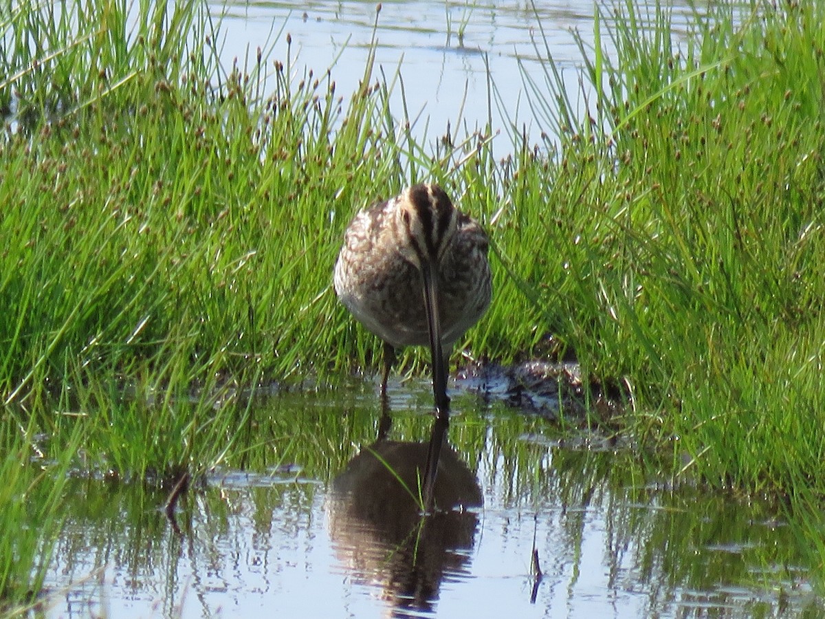 Wilson's Snipe - ML174907031