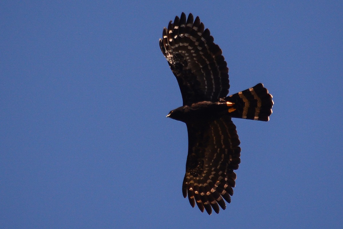 Black Hawk-Eagle - ML174910481